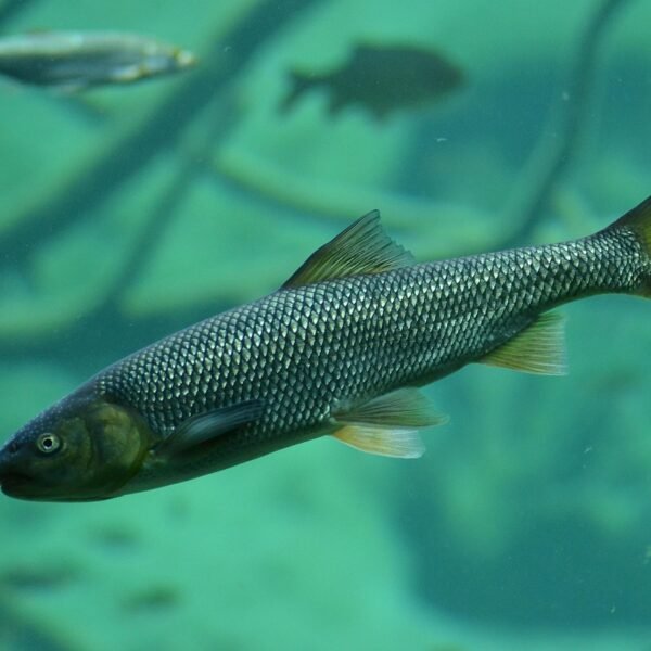 Jaka wędka na węgorza