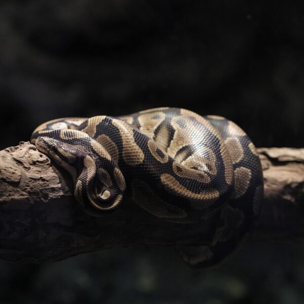 Pyton królewski czy jest groźny