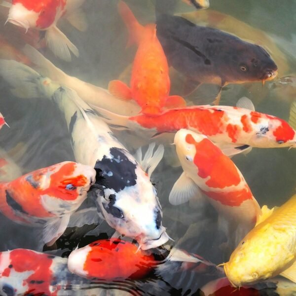 Jaka wędka na leszcza