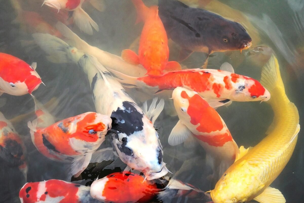 Jaka wędka na klenia