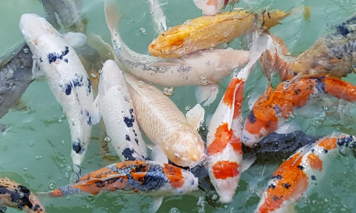 Jaka wędka na bolenia