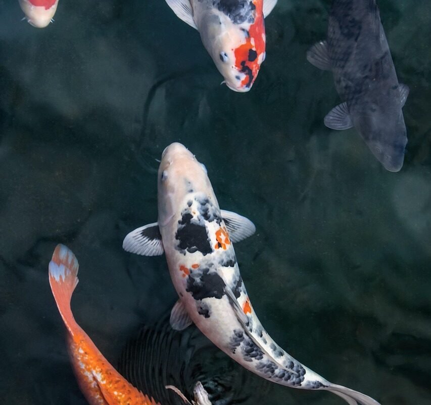 Jaka wędka na szczupaka