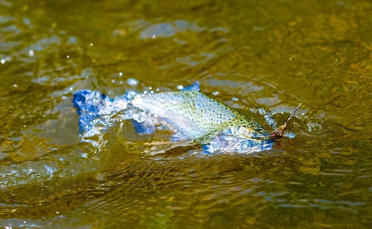 Jaka wędka na spławik