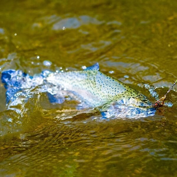 Jaka wędka na spławik