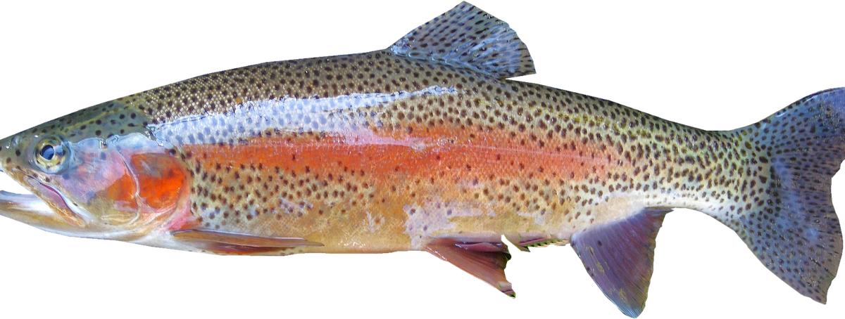 Jaka wędka na jezioro