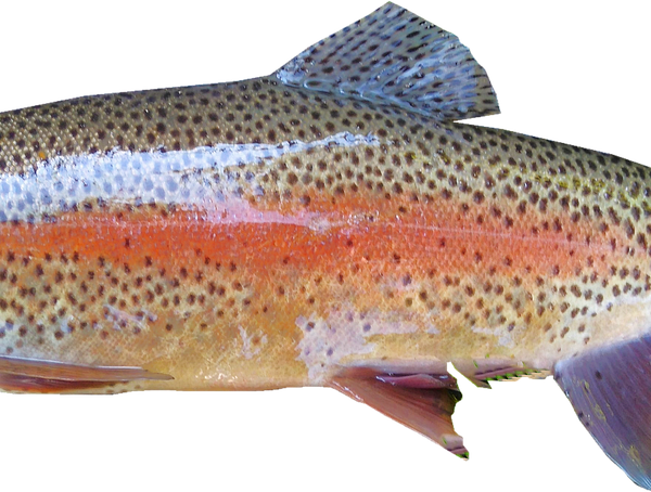 Jaka wędka na jezioro