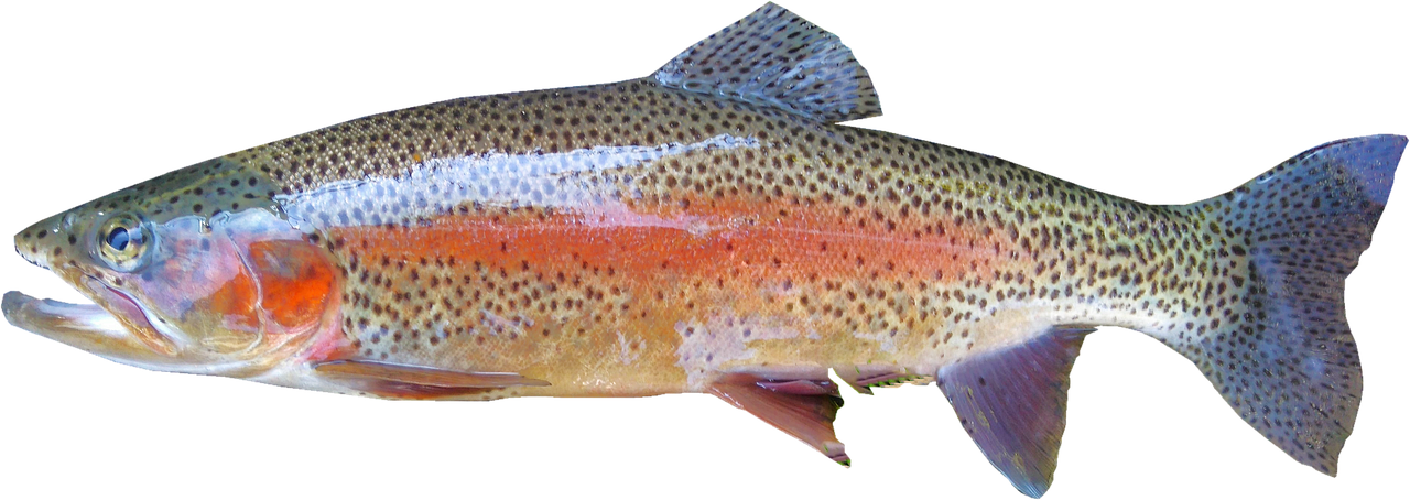 Jaka wędka na jezioro