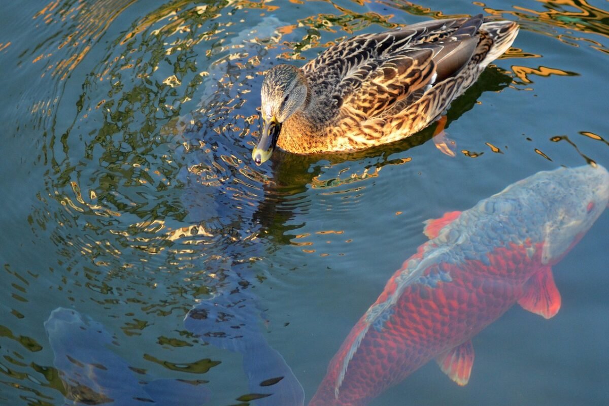 Jaka wędka na okonia