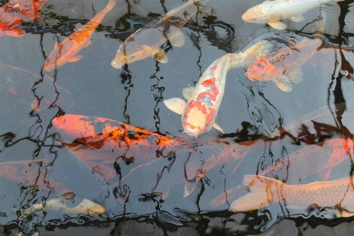 Jaka wędka na karpia