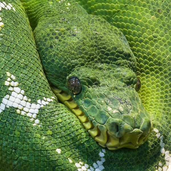 Ile pyton królewski może nie jeść