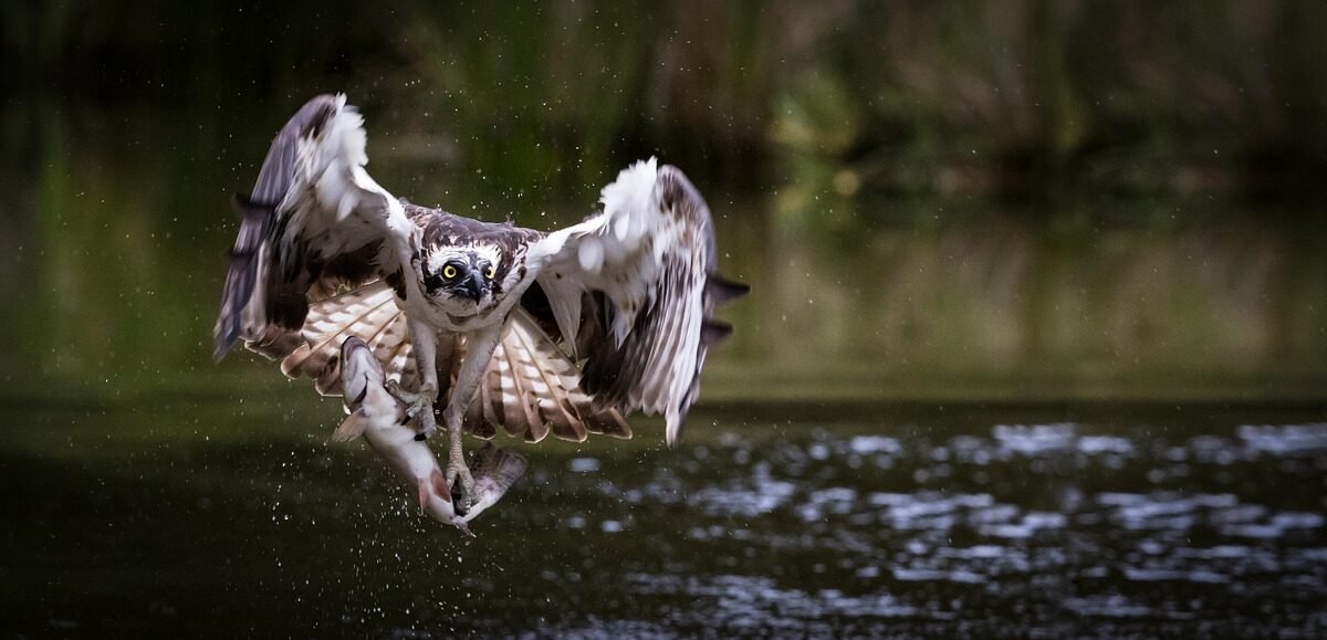 Jaka wędka na śledzie z kutra