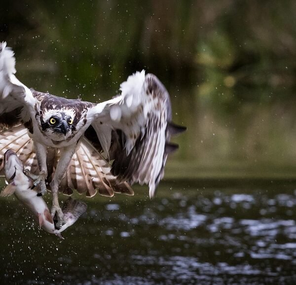 Jaka wędka na śledzie z kutra