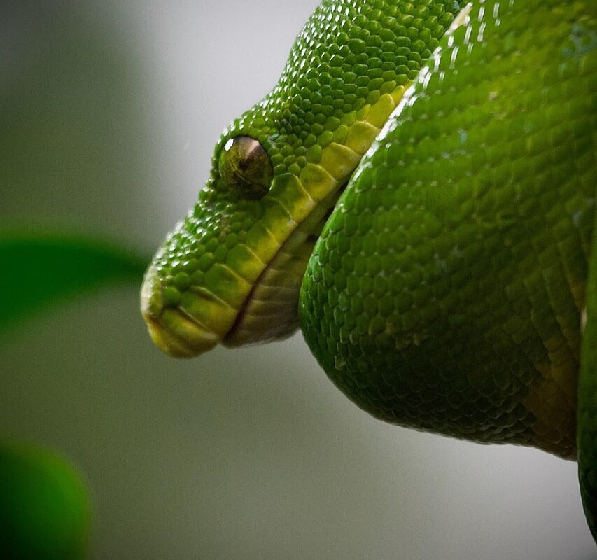 Pyton królewski ile rośnie