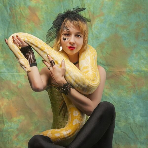 Pyton królewski jak hodować