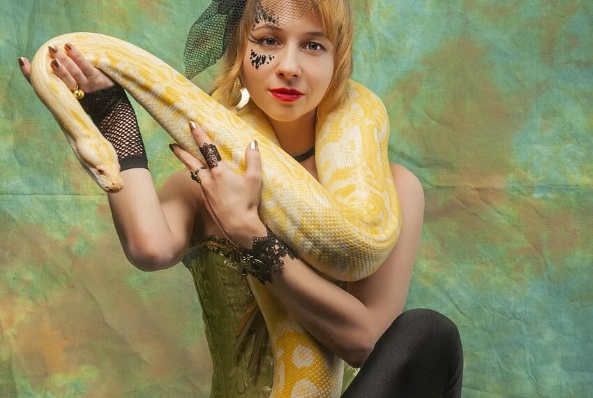 Pyton królewski jak hodować