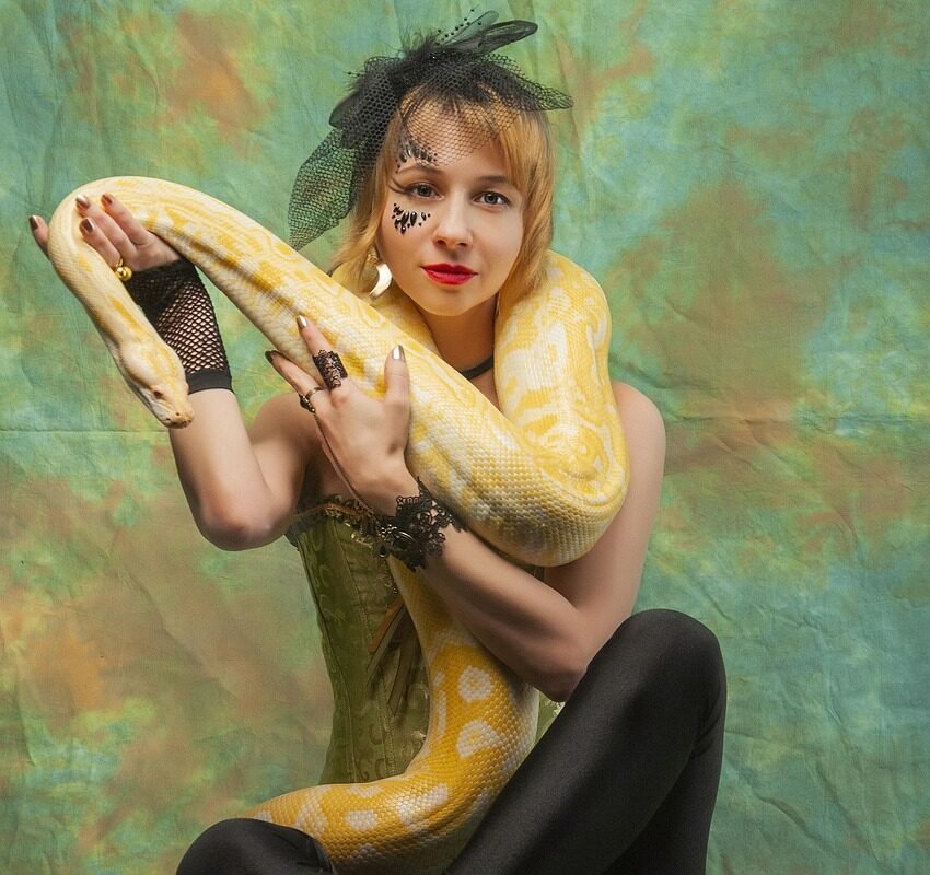 Pyton królewski jak hodować