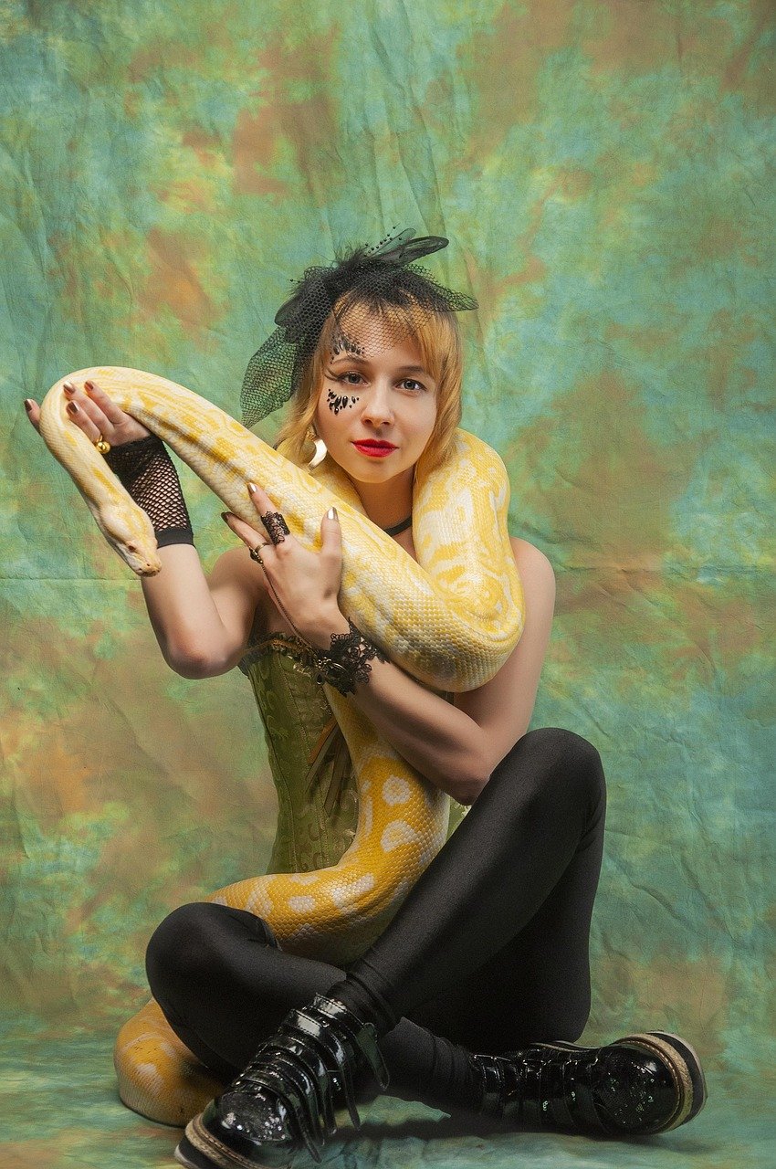 Pyton królewski jak hodować