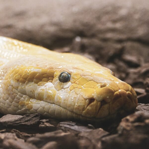 Ile kosztuje mały pyton królewski