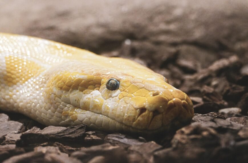 Ile kosztuje mały pyton królewski