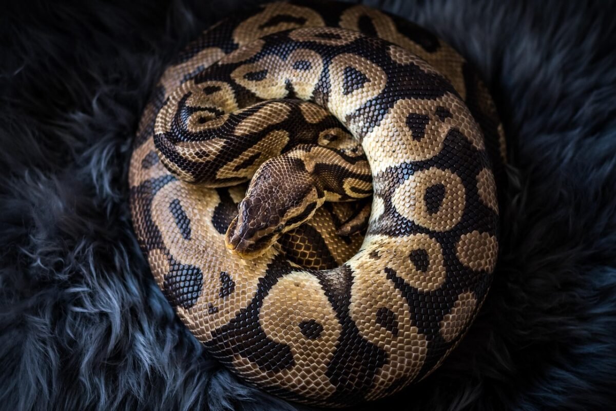 Ile żyje pyton królewski w domu