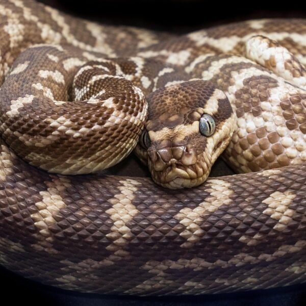 Jak szybko rośnie pyton królewski