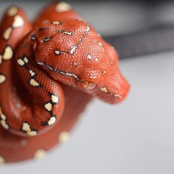 Czy pyton królewski może udusić człowieka