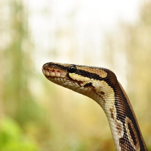 Pyton królewski co ile karmić