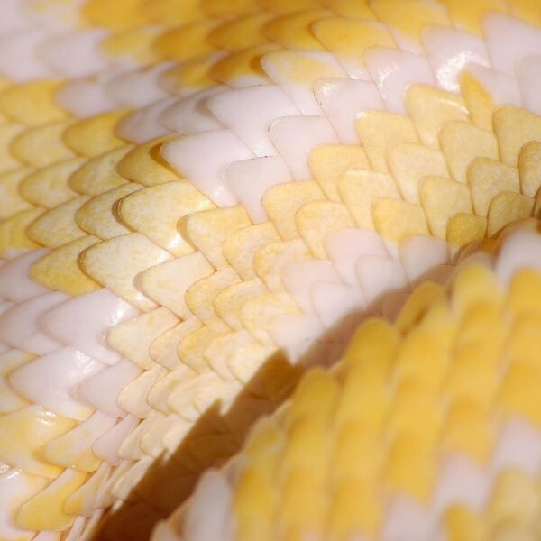 Jak wygląda pyton królewski