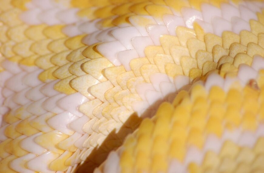 Jak wygląda pyton królewski