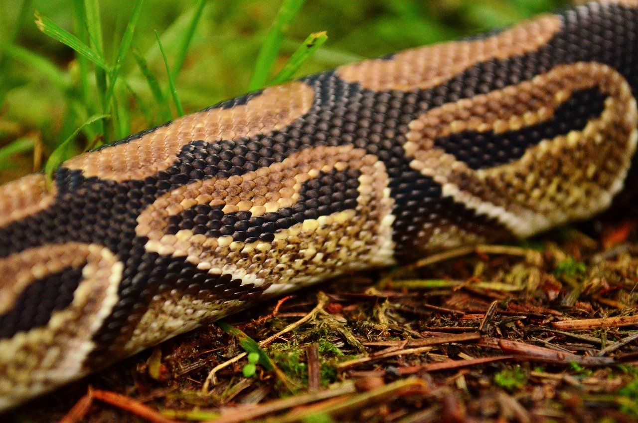 Pyton królewski jaka temperatura