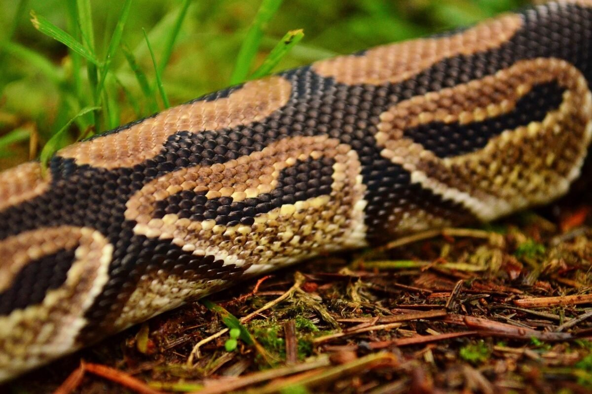 Gdzie żyje pyton królewski