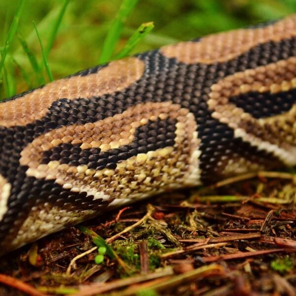 Gdzie żyje pyton królewski