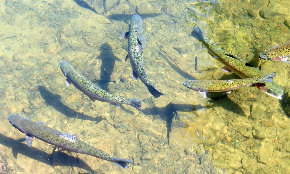 Jaka wędka na troć