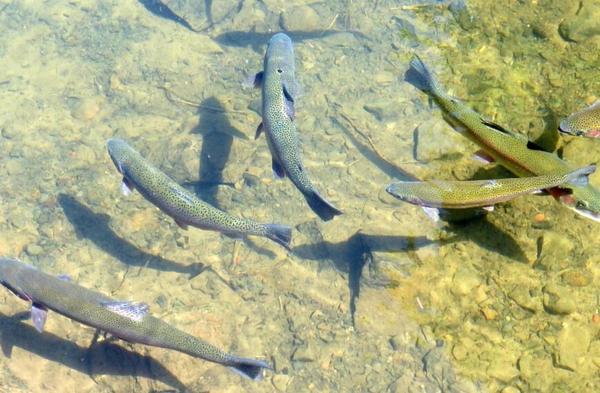 Jaka wędka na troć
